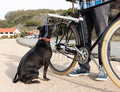 DOG RUNNER